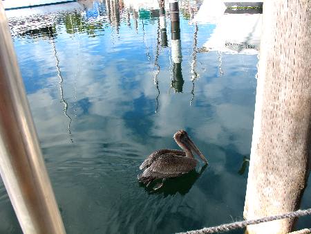 Lone brown pelican swimming along Harbor Walk in Key West Bight Marina