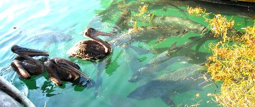 Huge tarpon and a few brown pelicans along Harbor Walk in Key West Bight Marina
