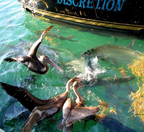 Pelicans and large tarpon feeding behind charter boat along Harbor Walk in Key West Bight Marina