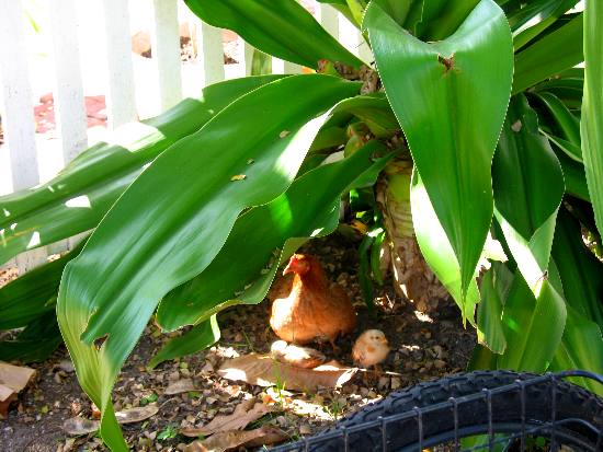 One of Key West's feral chickens with several chicks hiding under a giant crinum lily