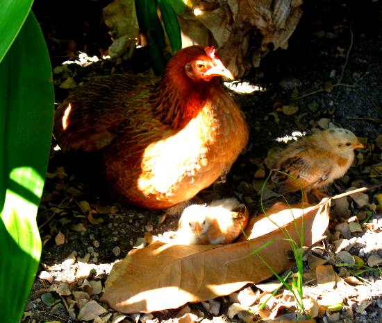 Feral chicken with two small chicks hiding under giant crinum lily on Duval Street