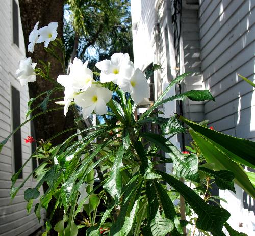 Tropical flowers blooming in February along Duval Street in Key West