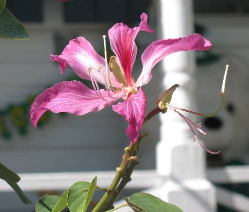 Bloom on a orchid tree seen along Duval Street in Key West, Florida