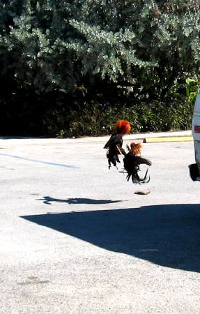 Rooster fight is on as two of Key West's feral roosters get it on