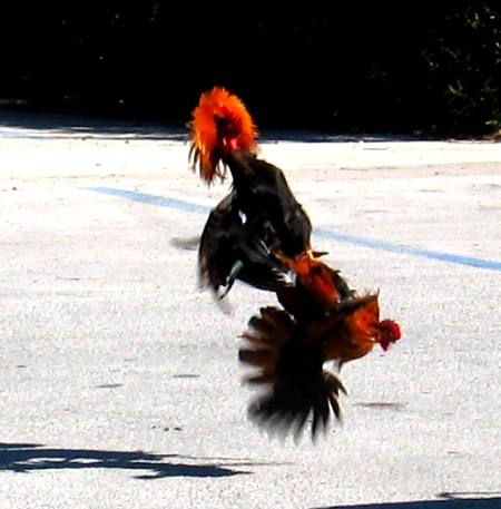 Serious cock fight between two of the famous Key West feral chickens