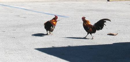 Roosters preparing to fight in Key West city park