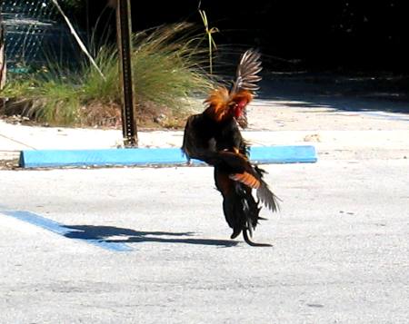 Two of Key West's feral roosters fighting in parking lot