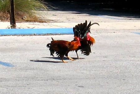 Two roosters squaring off during serious supremicy fight in Key West parking lot