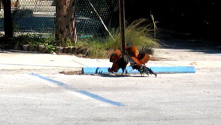 Feral roosters determining who is "cock of the walk" in Key West parking lot