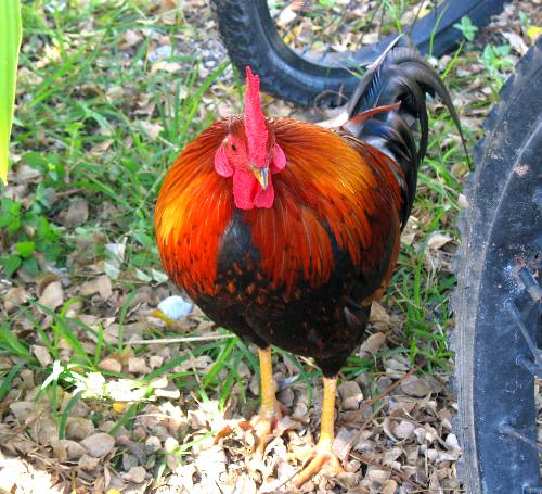 Rooster, or feral chicken, roaming around the U.S. Post Office in Key West, Florida