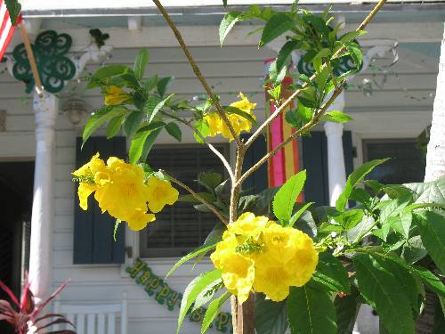 Espernaza in bloom along Whitehead Street in Key West