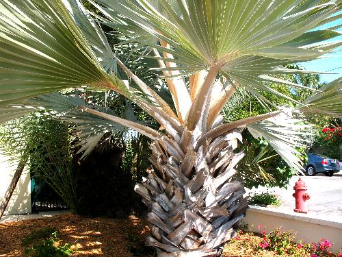 Silver Bismarck Palm tree in private residence on Whitehead Street in Key West