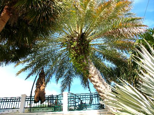 Beautiful date palm on an estate along Whitehead Street in Key West