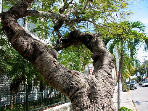 Large royal poinciana tree growing along Whitehead Street in Old Town Key West