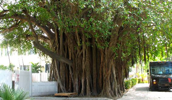 Impressive strangler fig tree on Whitehead Street in Key West