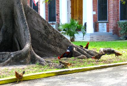 Giant kapok tree and Key West's famous feral chickens