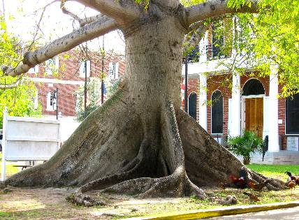 Huge kapok tree on Whitehead Street in Key West