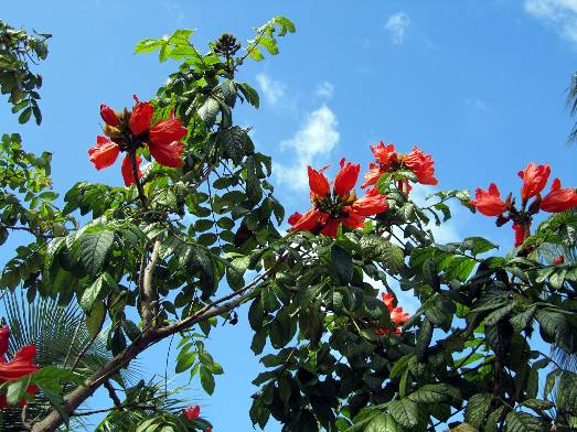 African Tulip tree blooming at the Hemingway House on Whitehead Street