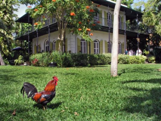 Feral chicken (rooster) on the lawn of the Hemingway House on Whitehead Street 