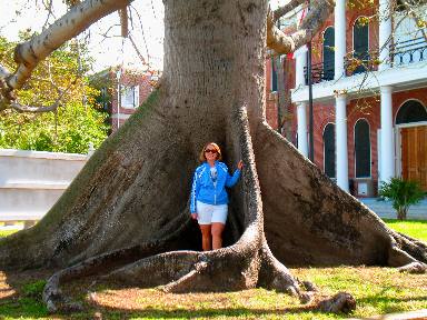 Joyce Hendrix and the huge kapok tree on Whitehead Street in Key West