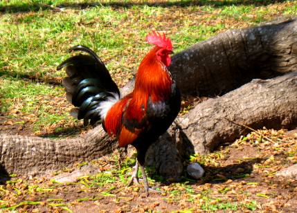 One of the feral chicens (rooster) next to the roots of a huge kapok tree