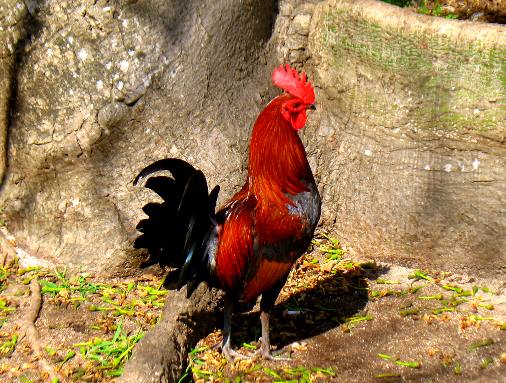 Feral chicken (rooster) and the unique root system of a huge Kapok Tree on Whitehead Street in Key West, Florida