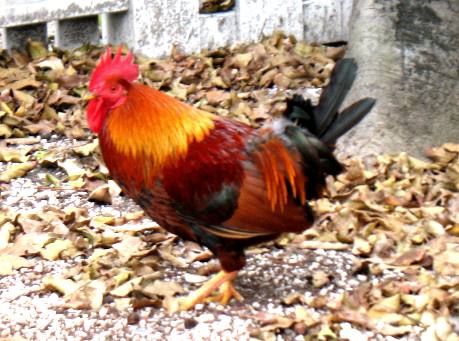 Feral chicken or rooster scratching around near Whitehead Street in Key West