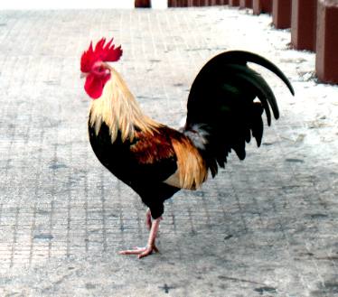 One of the famous Key West feral chickens ---- roosters