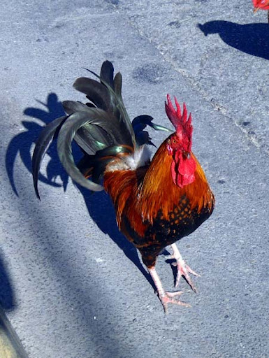 Feral chicken or rooster cruising the parking lot next to that large kapok tree