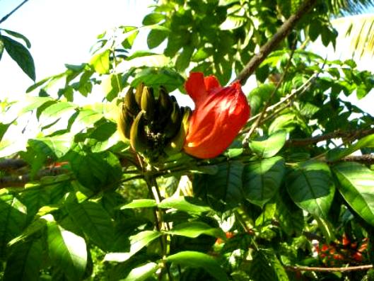 African Tulip Bloom on tree along Whitehead Street in Key West, Florida