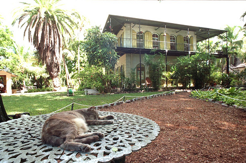 Lounging cat at Hemingway House on Whitehead Street in Key West