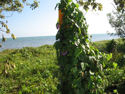 Wild morning glory on sign post at Geiger Key Beach near Key West