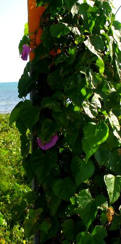 Morning Glory blooming on Geiger Key Beach near Key West