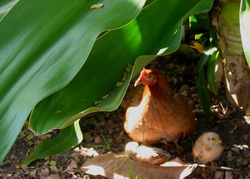 Mother chicken with chicks on nest under giant crynum lily