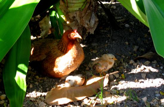 One of Key West's famous feral chickens with several chicks