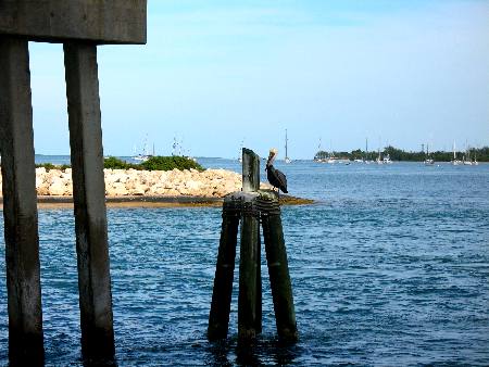 Brown pelican resting on a dophin in a channel next to the Trumbo Point RV-Park