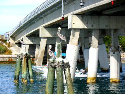 Brown pelican resting on dophins in a channel next to the Trumbo Point RV-Park