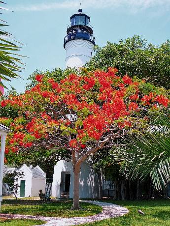 Key West Lighthouse and a blooming royal poinciana tree