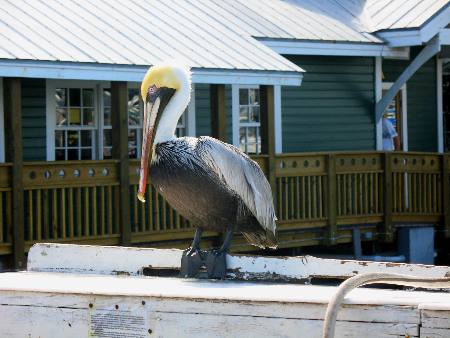 Brown Pelican at the lunch table outside Turtle Kraal Restaurant along Harbor Walk