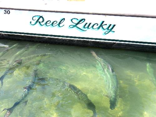 Tarpon holding around the charter boat Reel Lucky in Key West Bight Marina