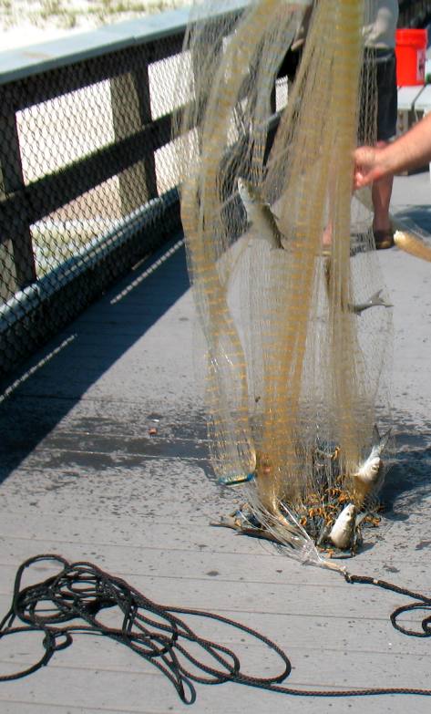 Six or more silver mullet in this cast net