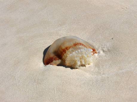Cannon ball jellyfish washed up on Panama City Beach