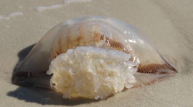 Cannon ball jellyfish washed up on Panama City Beach