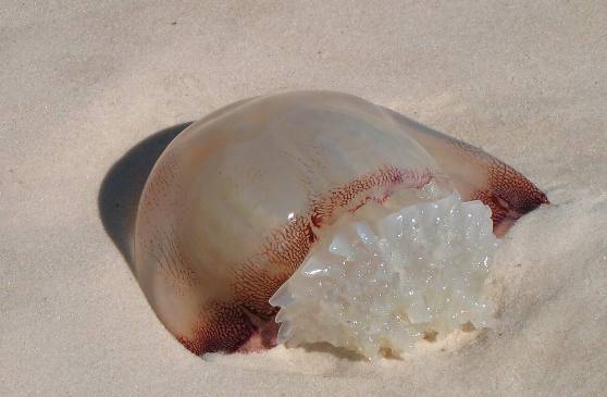 Cannon Ball jellyfish washed up on Panama City Beach
