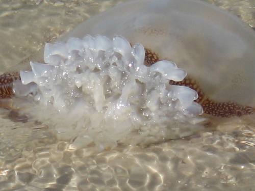 Cannon ball jellyfish stranded in shallow water