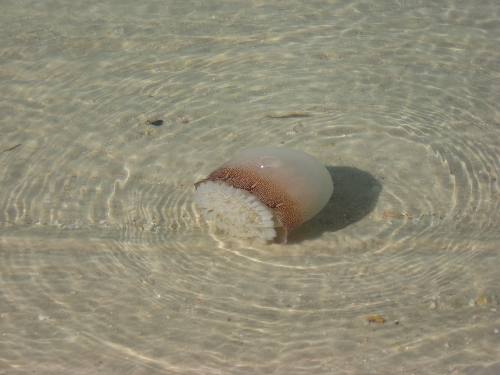 Cannon ball jellyfish in shallow waters of St Andrews State Park