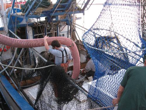 Unloading catch of cannon ball jelly fish at dock on St Andrews Marina
