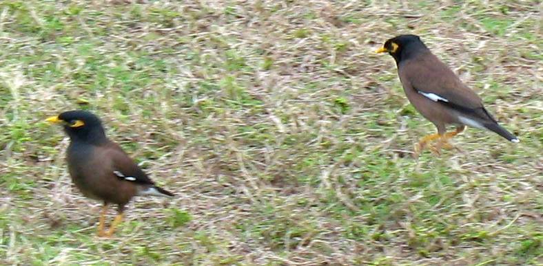 Pair of Common Myna in Key West