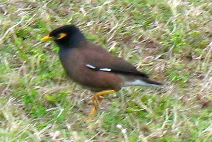 Common Myna in Key West