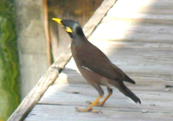 Common Myna on dock at Hogfish Grill on Stock Island -- Key West